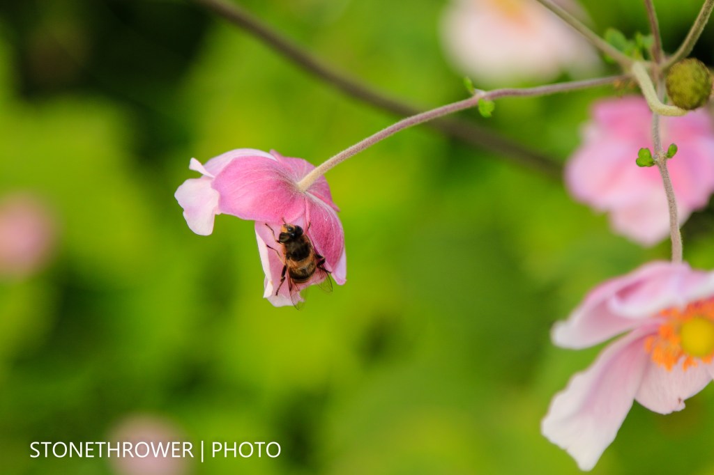 Thought for the&nbsp;Day