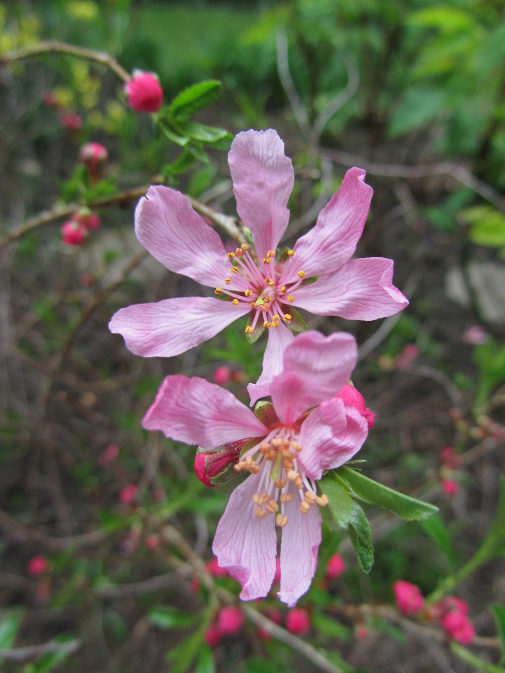 Recipe for Wellbeing